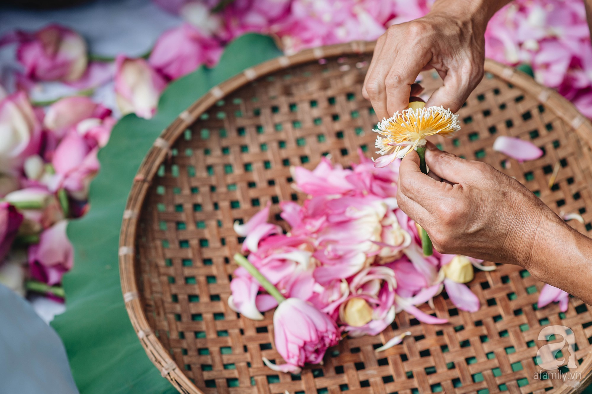 Tr&agrave; sen Hồ T&acirc;y - "thi&ecirc;n cổ đệ nhất tr&agrave;" Kinh kỳ- Ảnh 4.