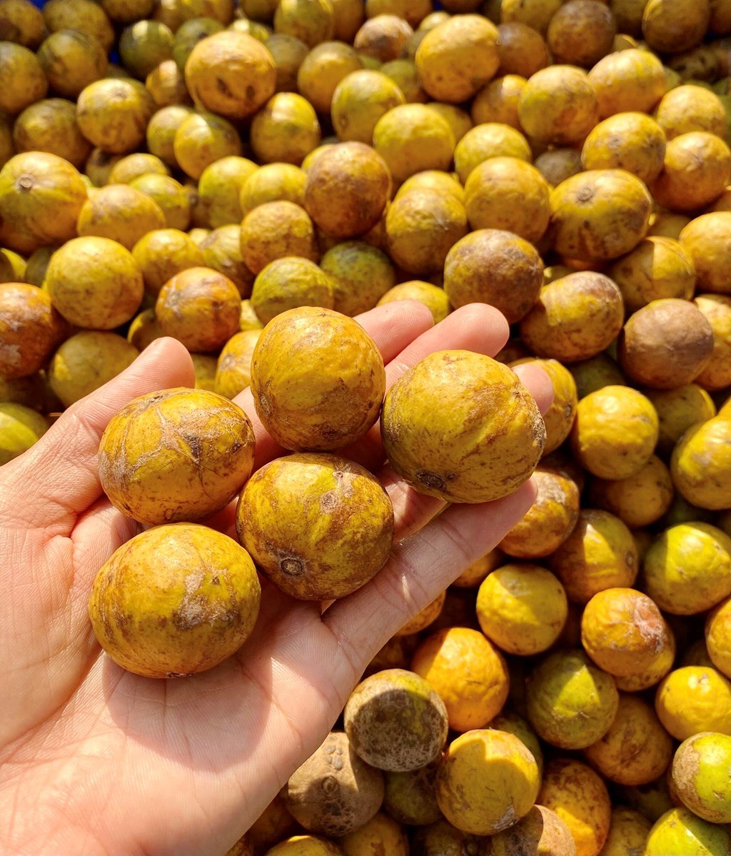 H&agrave; Nội m&ugrave;a Thu nức l&ecirc;n một m&ugrave;i sấu ch&iacute;n - Ảnh 3.