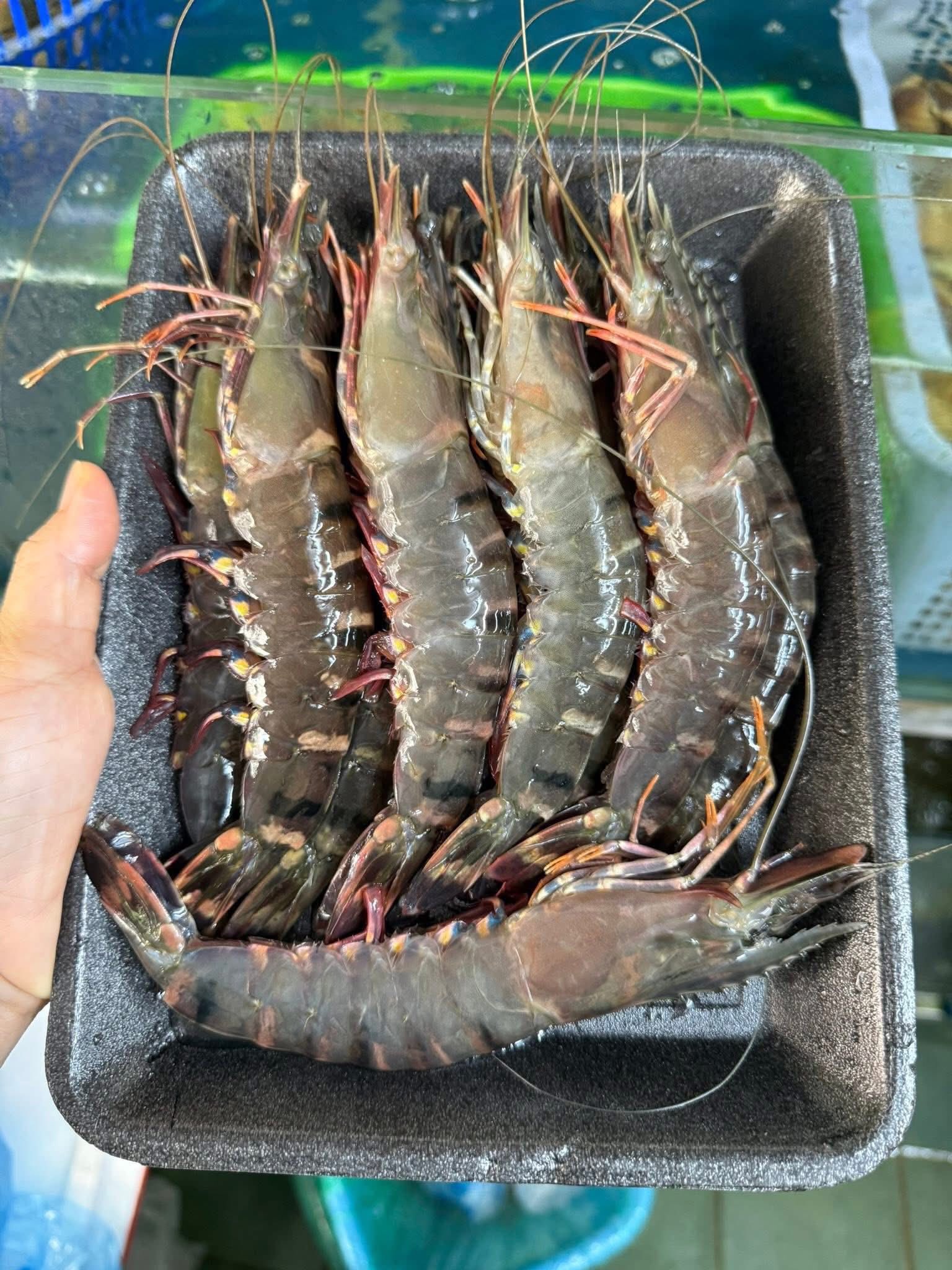 T&ocirc;m s&uacute; bọc cốm non: Tuyệt t&aacute;c m&ugrave;a thu g&oacute;i tr&ograve;n hương l&uacute;a mới, đượm nồng vị biển khơi- Ảnh 1.