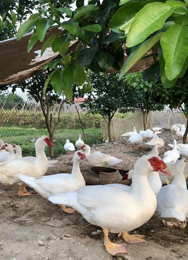 Nem ngan - Biến tấu tinh tế của m&oacute;n nem H&agrave; Nội xưa, trải nghiệm "vừa lạ vừa quen" cho t&iacute;n đồ ẩm thực- Ảnh 4.