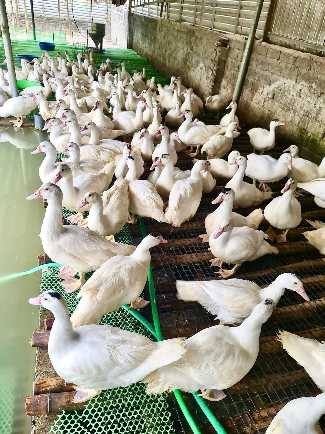 Nem ngan - Biến tấu tinh tế của m&oacute;n nem H&agrave; Nội xưa, trải nghiệm "vừa lạ vừa quen" cho t&iacute;n đồ ẩm thực- Ảnh 5.