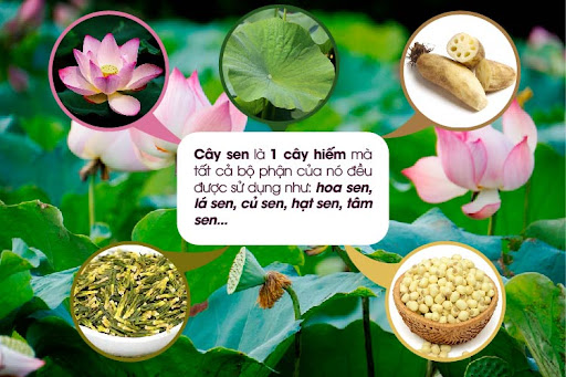 D&ecirc; bọc l&aacute; sen: Bản t&igrave;nh ca m&ugrave;a hạ h&ograve;a quyện tinh t&uacute;y đất trời trong hương vị ẩm thực H&agrave; th&agrave;nh đầy m&ecirc; hoặc- Ảnh 2.