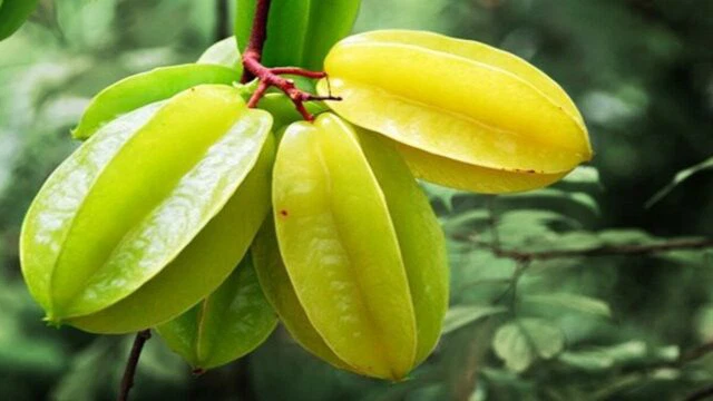 Tôm đồng rang khế - Bản hòa tấu hương đồng nội từ thức quà mộc mạc nơi chái bếp làng quê- Ảnh 2. Tôm đồng rang khế - Bản hòa tấu hương đồng nội từ thức quà mộc mạc nơi chái bếp làng quê- Ảnh 2.
