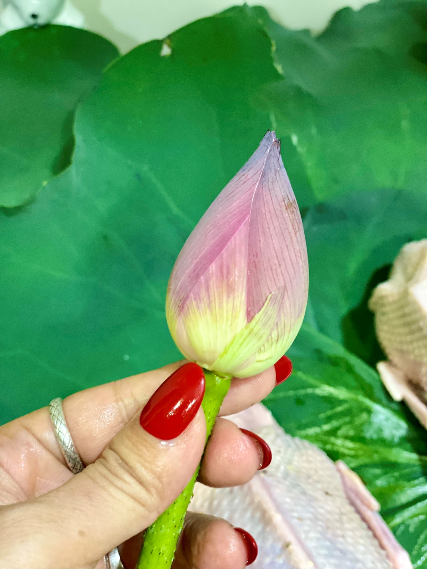 Li&ecirc;n &aacute;p T&acirc;y Hồ: M&oacute;n vịt hấp hoa sen "độc bản", tinh hoa ẩm thực bậc nhất Kinh kỳ- Ảnh 4.