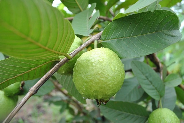 Loại ổi nhỏ nổi tiếng ở H&agrave; Nội, b&aacute;n quanh năm, c&agrave;ng ăn c&agrave;ng m&ecirc;- Ảnh 2.