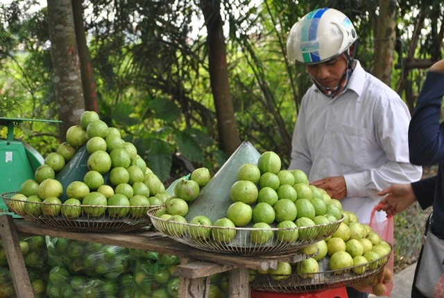 Loại ổi nhỏ nổi tiếng ở H&agrave; Nội, b&aacute;n quanh năm, c&agrave;ng ăn c&agrave;ng m&ecirc;- Ảnh 4.