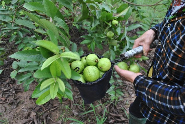 Loại ổi nhỏ nổi tiếng ở H&agrave; Nội, b&aacute;n quanh năm, c&agrave;ng ăn c&agrave;ng m&ecirc;- Ảnh 3.