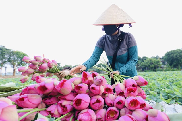 Tr&agrave; sen Hồ T&acirc;y - "thi&ecirc;n cổ đệ nhất tr&agrave;" Kinh kỳ- Ảnh 1.