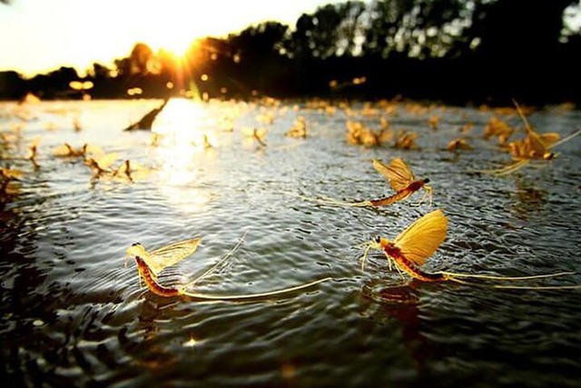 Con vờ vờ - đặc sản "ng&agrave;n năm c&oacute; một" tr&ecirc;n s&ocirc;ng Hồng, m&oacute;n nhậu lạ tai "ăn một lần l&agrave; nhớ"- Ảnh 1.
