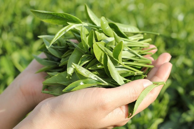 Hương vị đồng quê chạm ngõ phố thị với món thịt nọng nướng lá chè thơm nồng làm say lòng thực khách bốn phương- Ảnh 2. Hương vị đồng quê chạm ngõ phố thị với món thịt nọng nướng lá chè thơm nồng làm say lòng thực khách bốn phương- Ảnh 2.