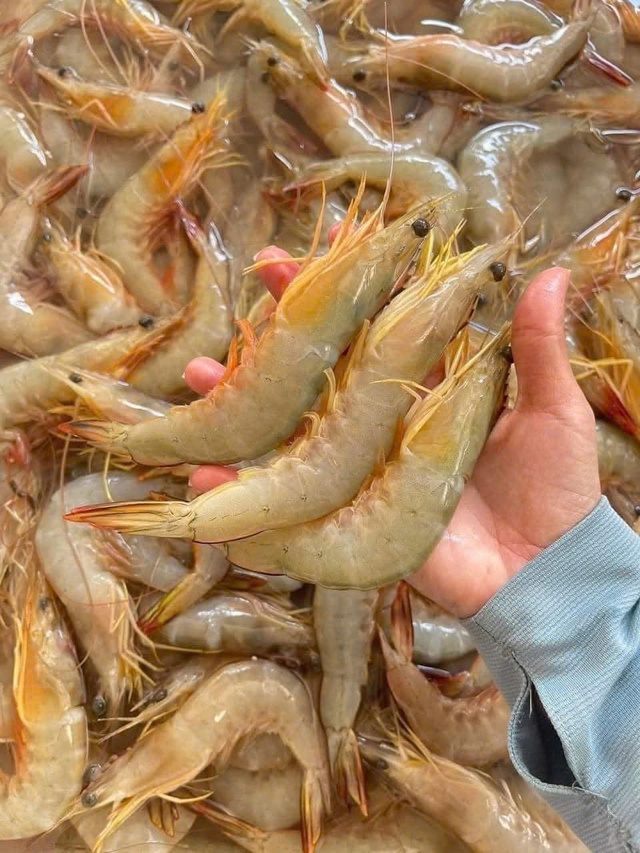 B&aacute;nh t&ocirc;m ngự uyển: Kiệt t&aacute;c ẩm thực H&agrave; th&agrave;nh n&acirc;ng tầm thức qu&agrave; d&acirc;n d&atilde; tr&ecirc;n b&agrave;n tiệc sang trọng giữa l&ograve;ng phố cổ- Ảnh 3.