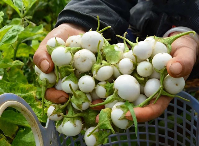 C&agrave; ph&aacute;o x&agrave;o t&oacute;p mỡ l&aacute; lốt: M&oacute;n qu&ecirc; d&acirc;n d&atilde; gi&ograve;n thơm b&eacute;o ngậy, đ&aacute;nh thức k&yacute; ức m&acirc;m cơm Việt th&acirc;n thương- Ảnh 2.