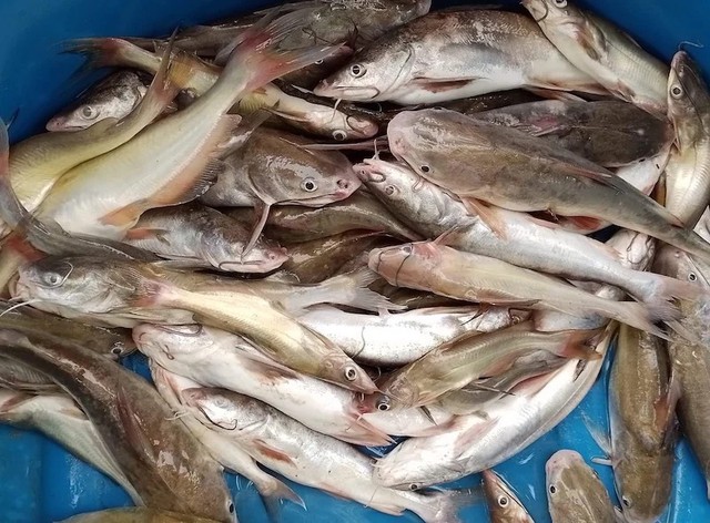 C&aacute; ngạnh nh&uacute;ng mẻ: Vị chua thanh quyện thịt c&aacute; ngọt l&agrave;nh, lưu giữ hồn qu&ecirc; Bắc bộ trong từng bữa ăn d&acirc;n d&atilde;- Ảnh 2.