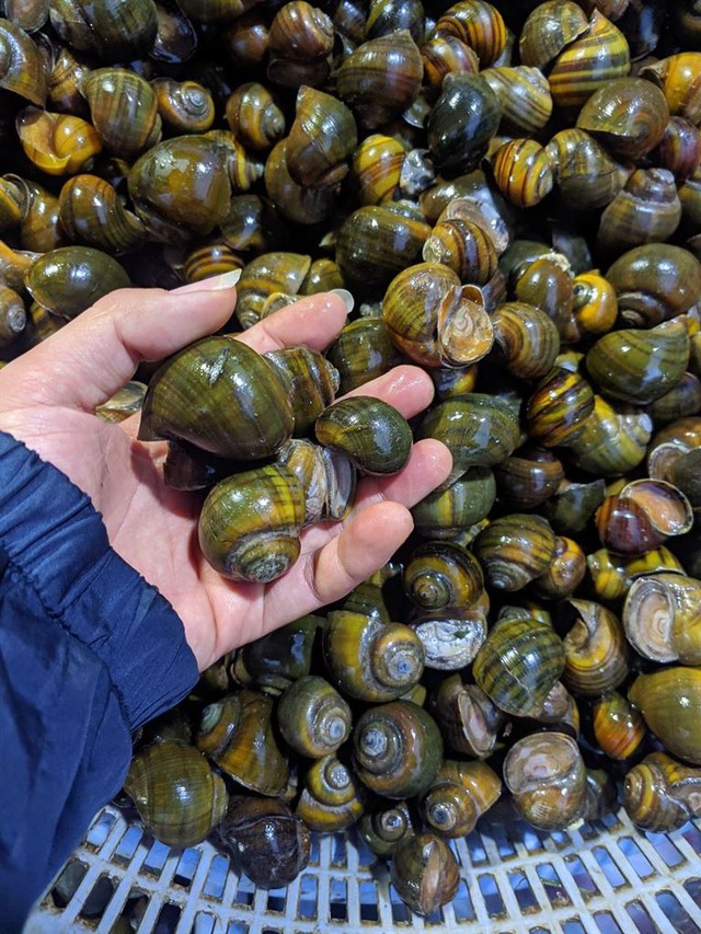 Chả ốc cuốn l&aacute; lốt: M&oacute;n ăn lưu giữ trọn hương thơm đồng nội, gi&ograve;n ngọt vị qu&ecirc; gợi nhớ bữa cơm nh&agrave; th&acirc;n thương- Ảnh 2.
