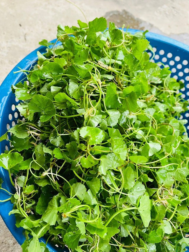 Nộm g&agrave; rau m&aacute;: M&oacute;n ngon thanh m&aacute;t "b&ugrave;ng vị" cho những ng&agrave;y h&egrave;, nghệ thuật c&acirc;n bằng hương vị trong gian bếp Việt- Ảnh 1.