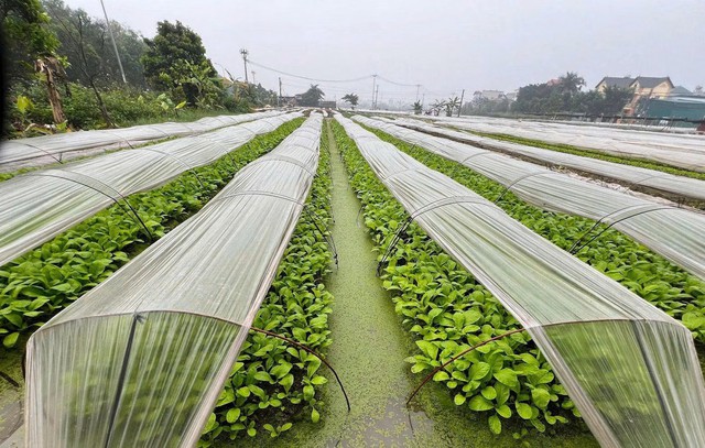 An to&agrave;n thực phẩm: H&agrave; Nội chuyển trọng t&acirc;m sang tự kiểm so&aacute;t từ cơ sở- Ảnh 1.