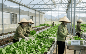 Xã Thượng Phúc (Hà Nội) công khai danh sách các cơ sở đủ điều kiện an toàn thực phẩm