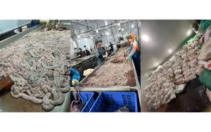 Hãi hùng công nghệ chế biến lòng lợn từ 22 tấn hóa chất Trung Quốc và 60 tấn nguyên liệu bẩn tại Hà Nội