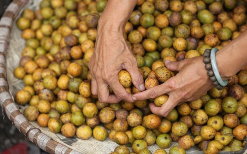 Hà Nội mùa Thu nức lên một mùi sấu chín