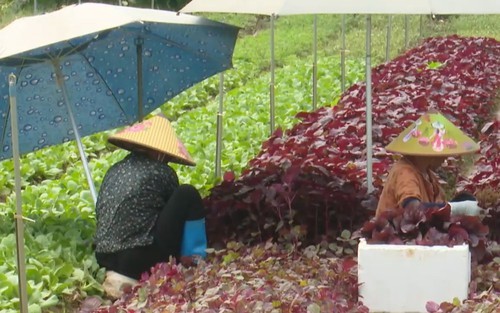 Hà Nội kiểm soát an toàn thực phẩm trong sản xuất rau