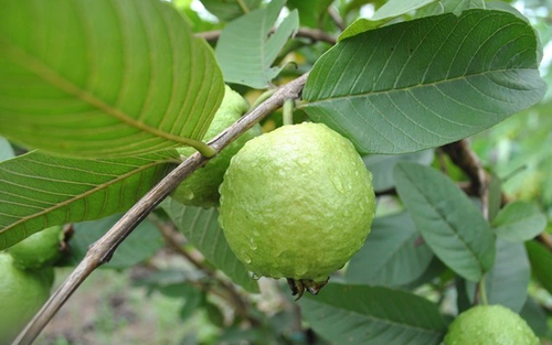Loại ổi nhỏ nổi tiếng ở Hà Nội, bán quanh năm, càng ăn càng mê